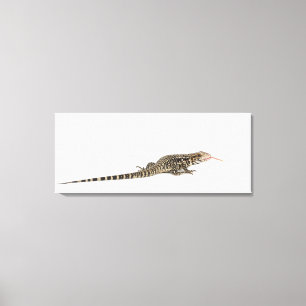 Blue tegu - Tupinambis merianae Canvas Print