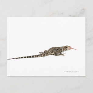 Blue tegu - Tupinambis merianae Postcard