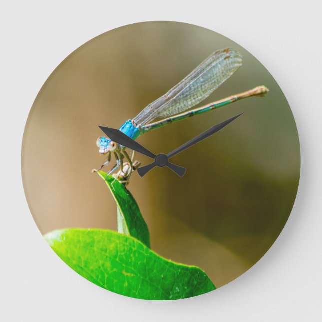 Blue Texas Damselfly Resting on a Leaf Large Clock (Front)