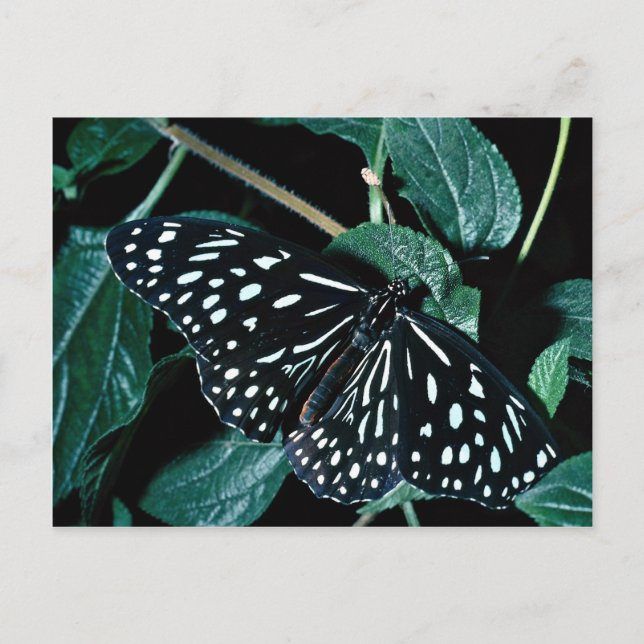 Blue tiger, India Postcard (Front)