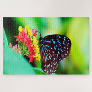 Blue Tiger Tirumala Hamata Butterfly. Jigsaw Puzzle