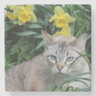 Blue Tip Siamese and daffodils Stone Coaster