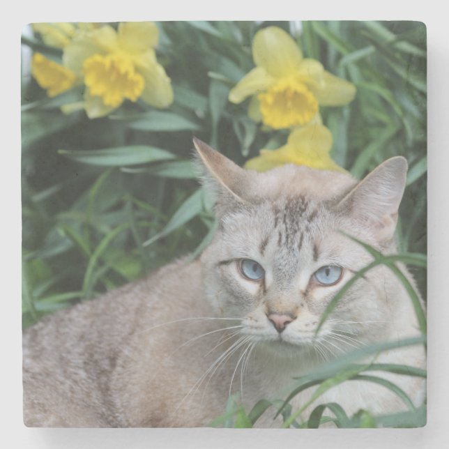 Blue Tip Siamese and daffodils Stone Coaster (Front)