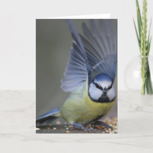 Blue tit bird beautiful wings card