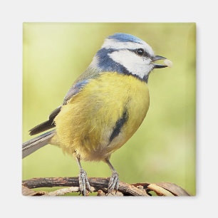 Blue tit bird magnet