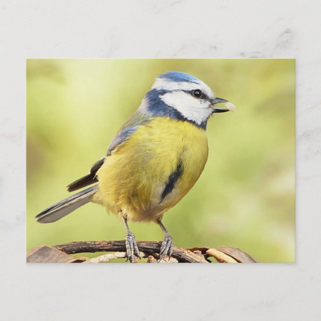 Blue tit bird postcard (Front)