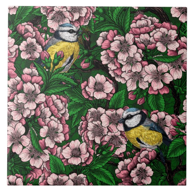 Blue tit birds in the blooming cherry tree on gree tile (Front)