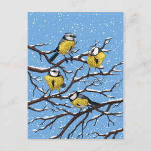 Blue tit birds in winter postcard