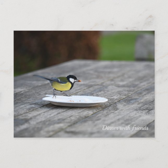 Blue Tit Feeding of a Cake Plate Holiday Postcard (Front)