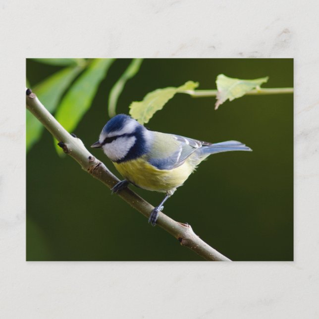 Blue Tit in autumn Postcard (Front)