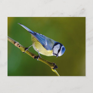 Blue Tit in autumn Postcard