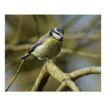 Blue tit sitting on tree branch