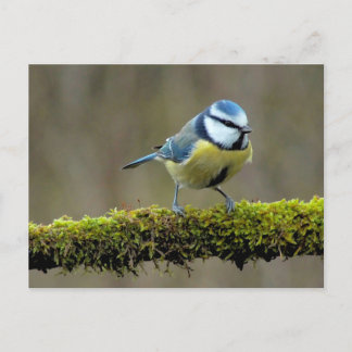 Blue Titbird Postcard