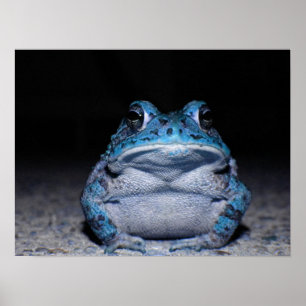 Blue Toad Poster
