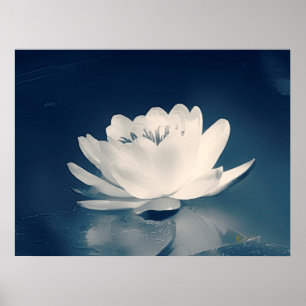Blue Toned Lotus Flower Poster