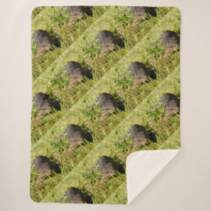 Blue Tongue Lizard Creeping In The Grass, Sherpa Blanket