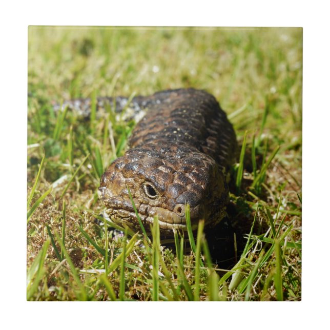 Blue Tongue Lizard Creeping In The Grass, Tile (Front)