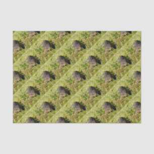 Blue Tongue Lizard Creeping In The Grass, Tissue Paper