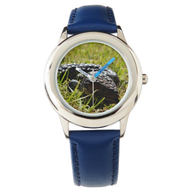 Blue Tongue Stumpy Australian Lizard,  Watch (Front)