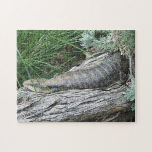 Blue-tongued Lizard Puzzle
