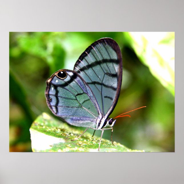 Blue Transparent Butterfly, Costa Rica Poster (Front)