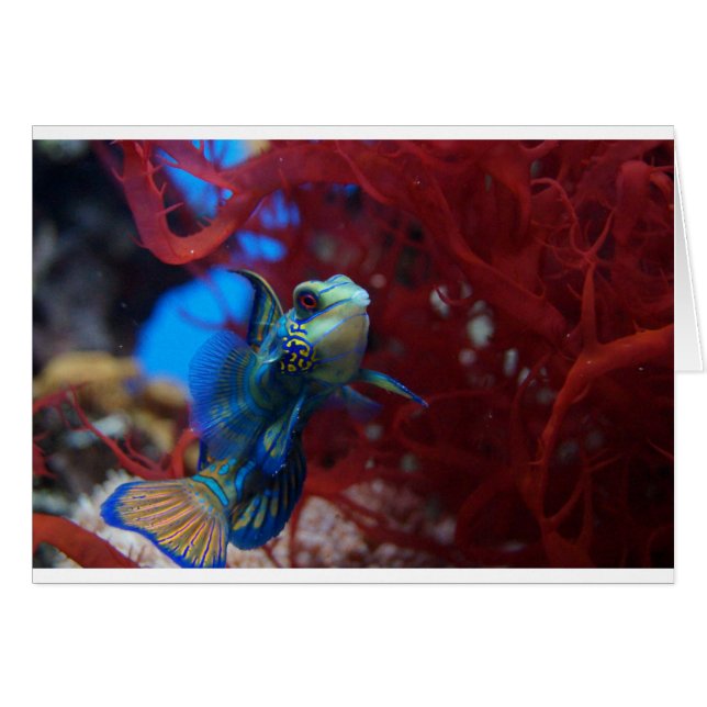 Blue tropical fish (Front Horizontal)