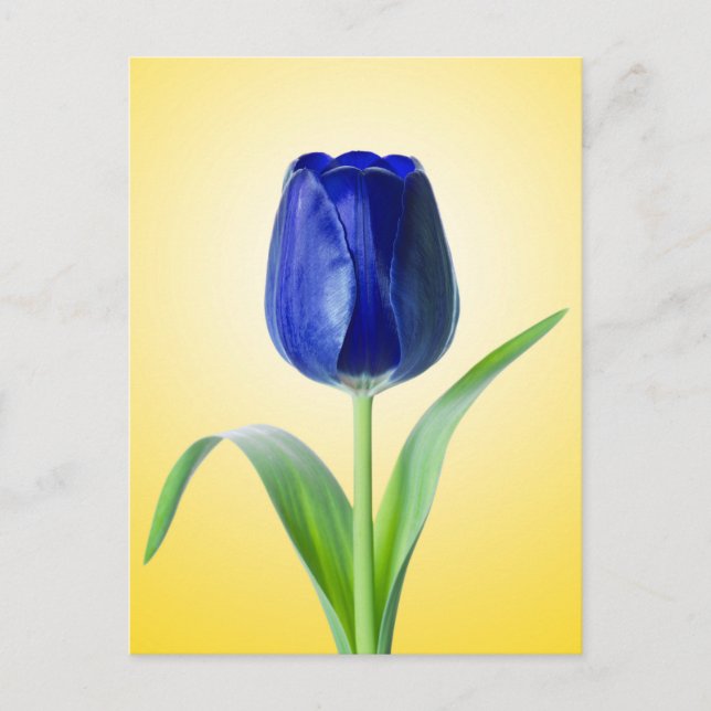 Blue Tulip Minimal Nature Photograph Postcard (Front)
