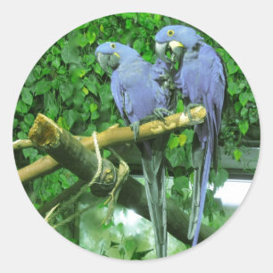 Blue Twin Parrots Classic Round Sticker