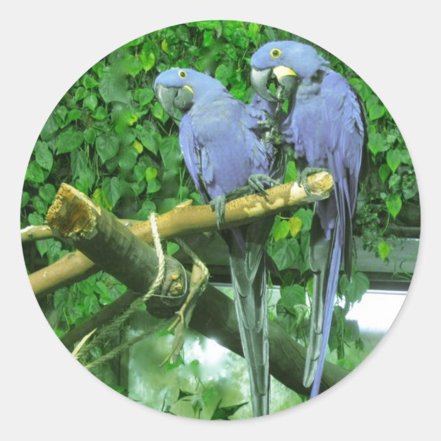 Blue Twin Parrots Classic Round Sticker (Front)