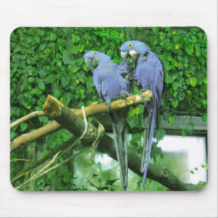 Blue Twin Parrots Mouse Mat