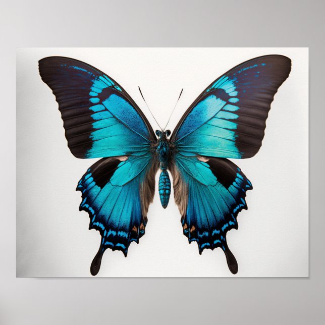 Blue Ulysses Butterfly Art Print Poster (Front)