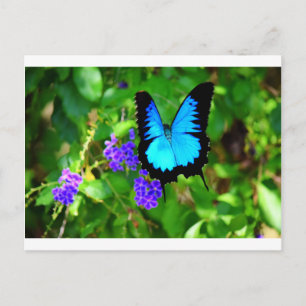 BLUE ULYSSES BUTTERFLY QUEENSLAND AUSTRALIA POSTCARD