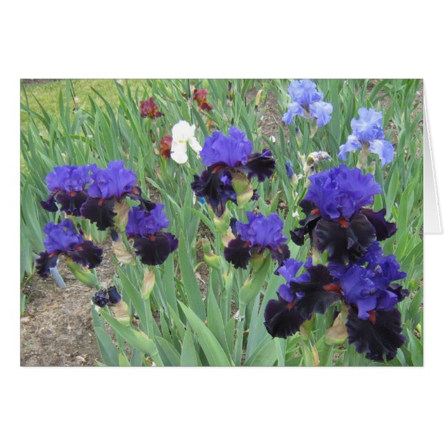 Blue Velvet (Front Horizontal)