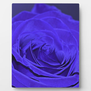 Blue Velvet Rose Plaque