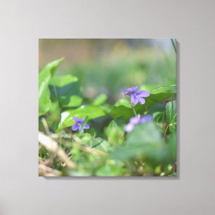 Blue Violets Flower Floral Botanical Photography Canvas Print