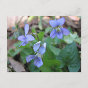 Blue Violets Postcard