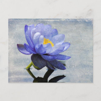 Blue Water Lily postcard