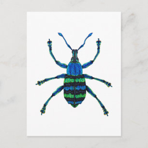 Blue Weevil Postcard