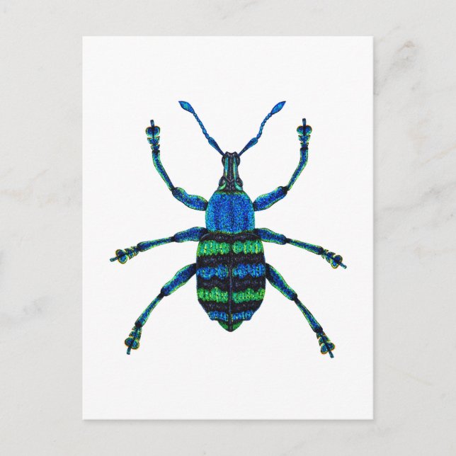 Blue Weevil Postcard (Front)
