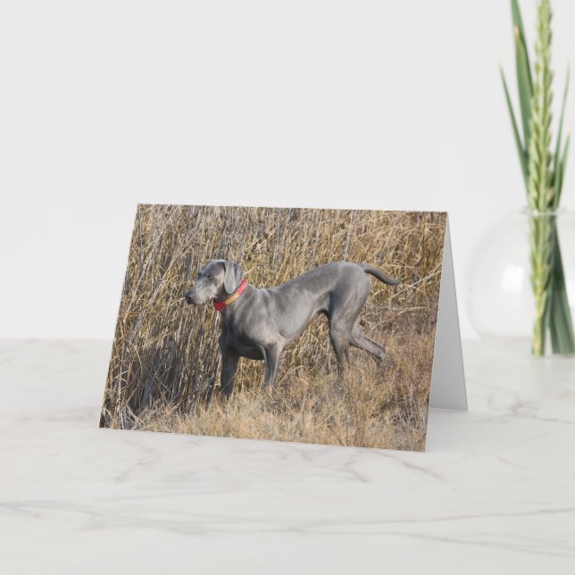 Blue Weimaraner in a field Card (Front)