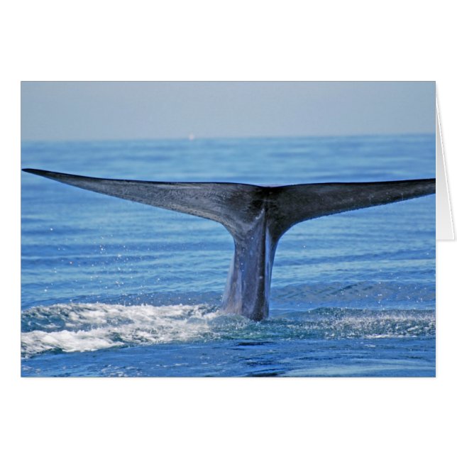 Blue Whale Fluke (Front Horizontal)