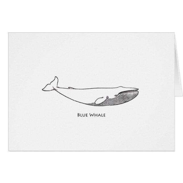 Blue Whale Illustration (line art) (Front Horizontal)