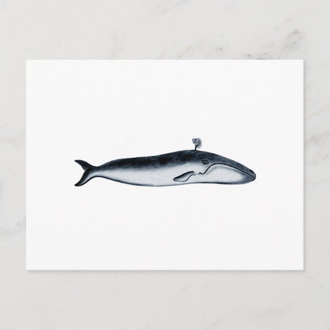Blue Whale Illustration (spouting) Postcard (Front)