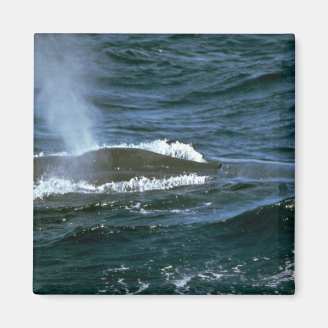 Blue whale magnet (Front)