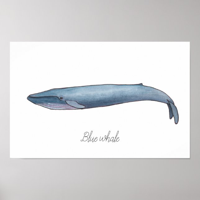 Blue whale poster (Front)