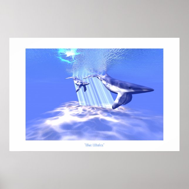 BLUE WHALES PRINT (Front)