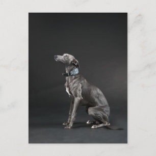 Blue whippet postcard