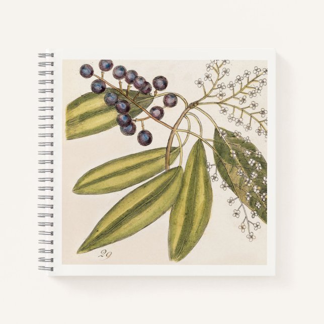 Blue & White Botanical 18th Century Illustration  Notebook (Front)