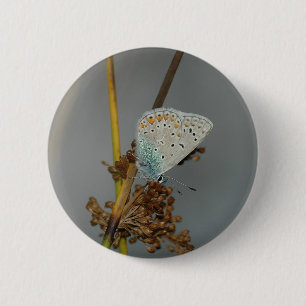 Blue White Orange with Black Spots Butterfly 6 Cm Round Badge