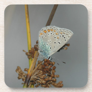 Blue White Orange with Black Spots Butterfly Coaster